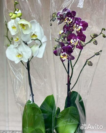 Орхидеи на 1 цветонос