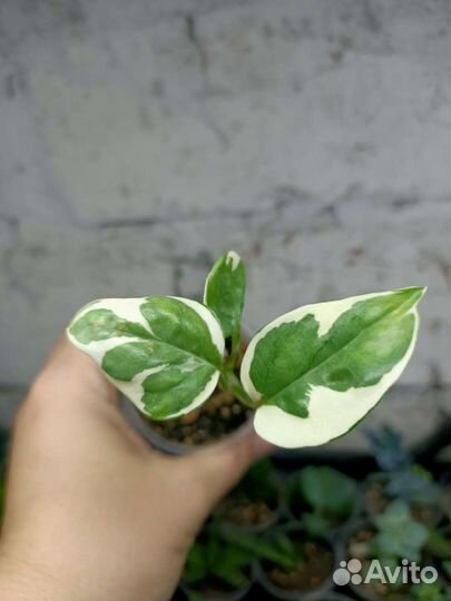 Эпипремнум, монстера, хойя и другие