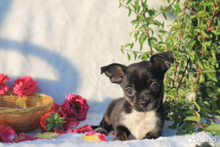 Чихуахуа щеночки г/ш и д/ш