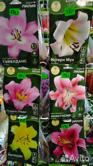 Лилии луковицы