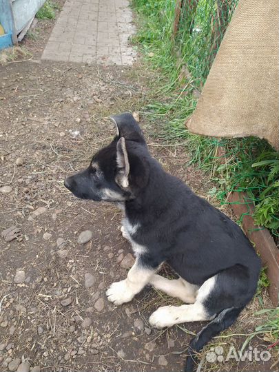 Восточноевропейская овчарка