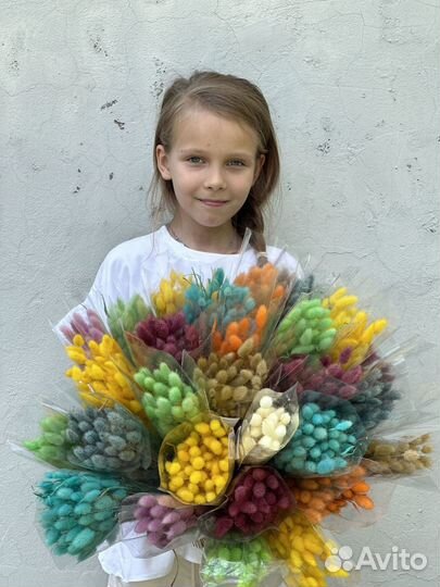 Лагурус сухоцвет Сухоцветы