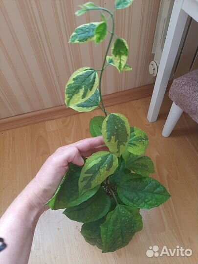 Клеродендрум