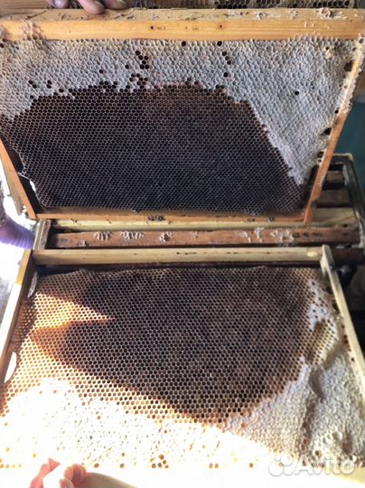 Рамки для пчел