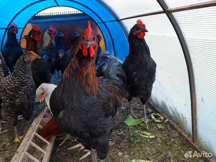 Петухи Московская черная