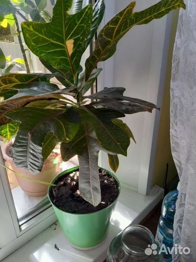 Кротоны разные