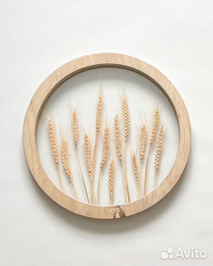 Гербарий в стекле. Рамка с растением Пшеница