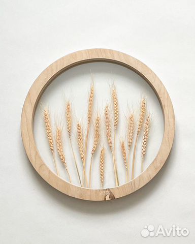 Гербарий в стекле. Рамка с растением Пшеница