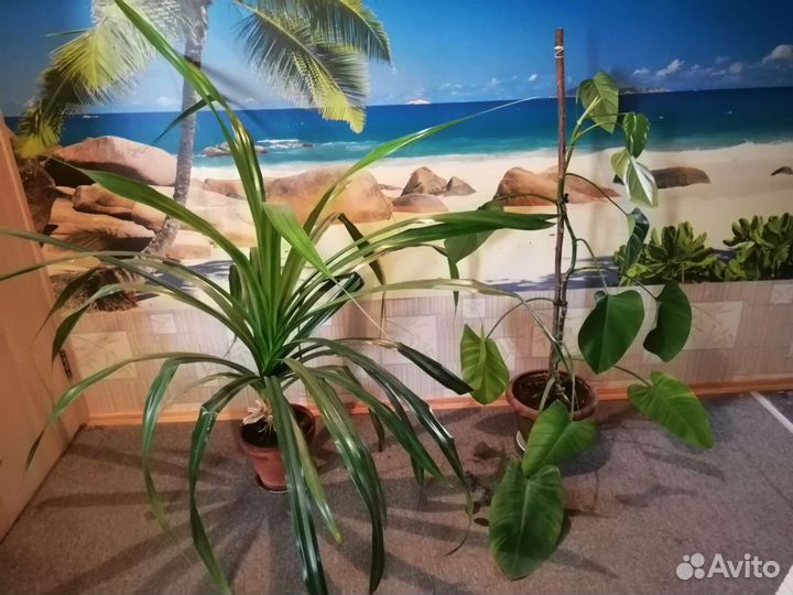 Продаю комнатные растения