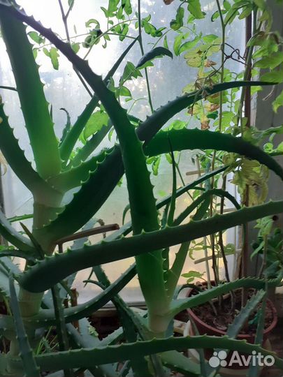 Счастье в Дом - с Этими Цветами