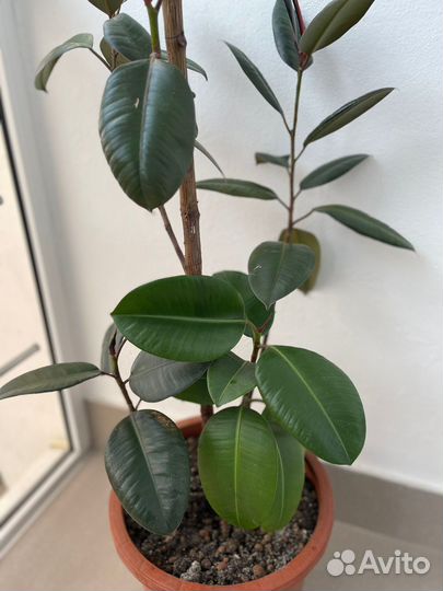 Фикус каучуконосный