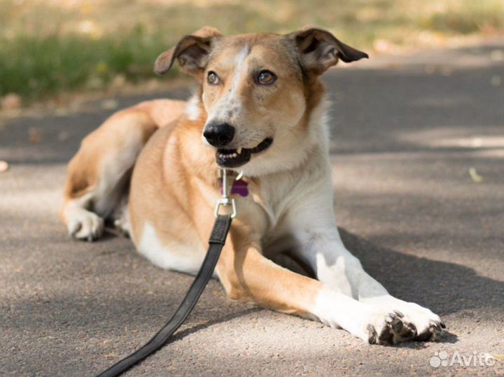 Собака с веснушками ищет дом