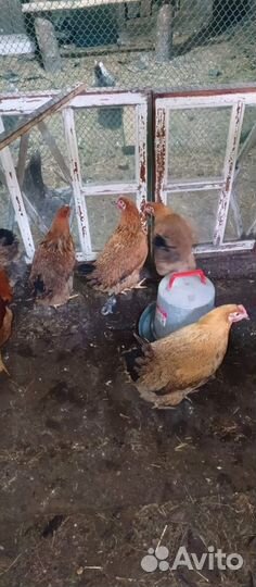 Куры молодки