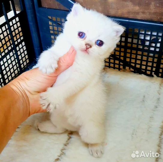 Шотландские шиншиллы