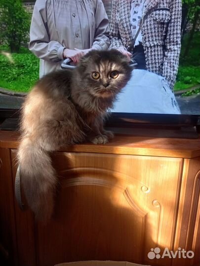 Котята Шотландцы