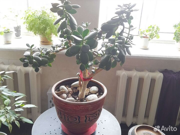 Толстянка- денежное дерево