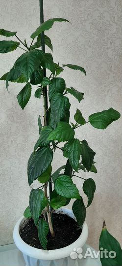 Комнатные цветы Китайская роза