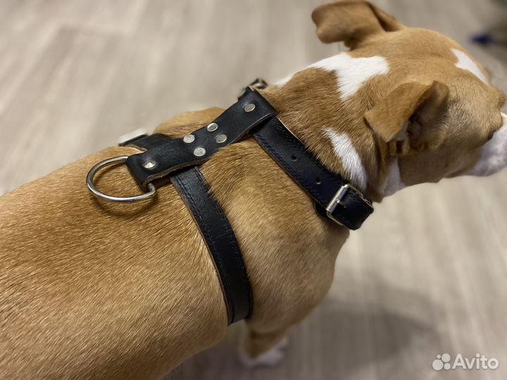 Шлейка для собаки