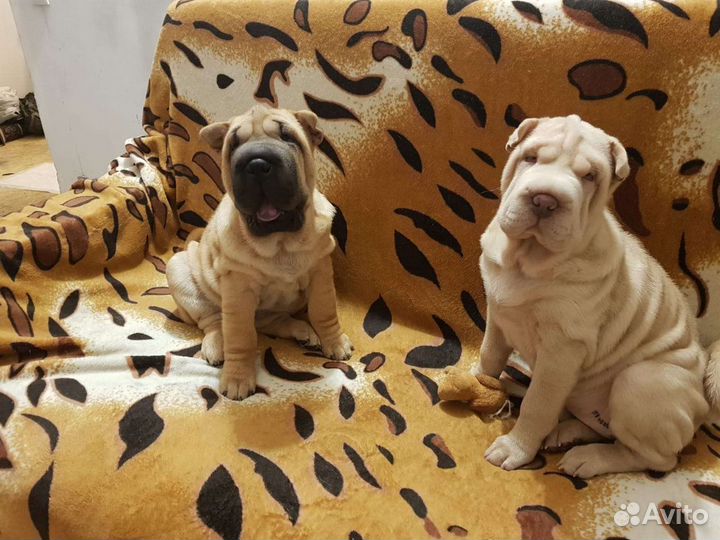 Щенки шарпея