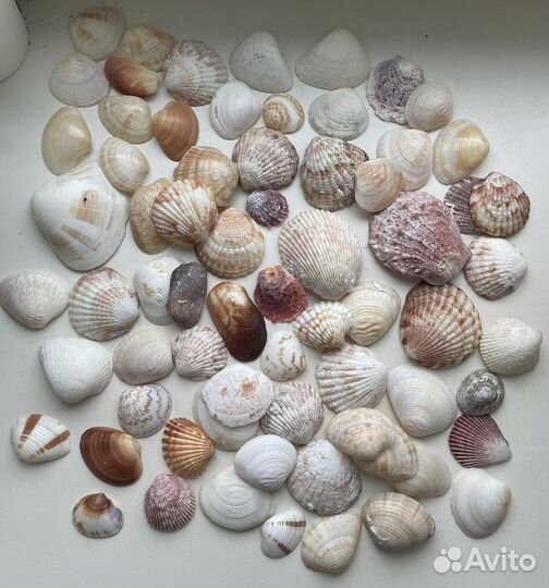 Морские ракушки, шишки, стеклянные камушки