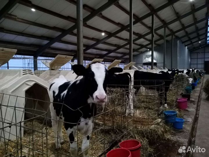 Телята Бычки Отпоенные мясные