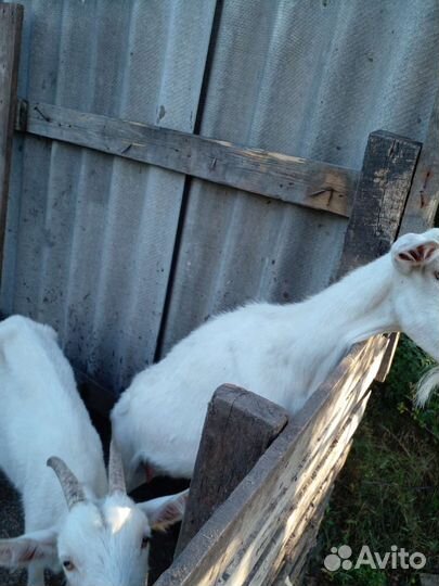 Коза дойная молочная