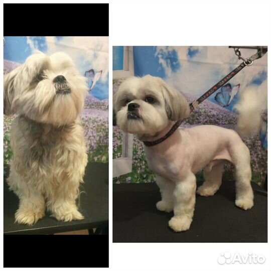 Стрижка собак, кошек. Груминг. Экспресс линька