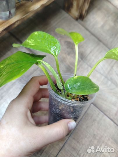 Эпипремнум золотистый