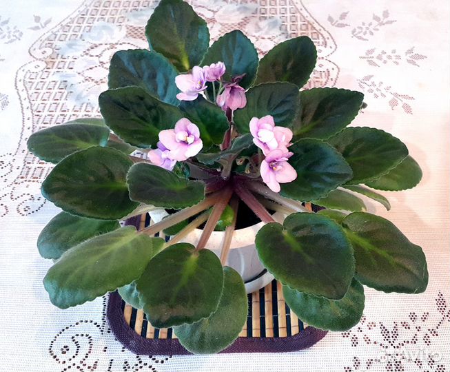 Фиалка Поль Баньян (Storytella)