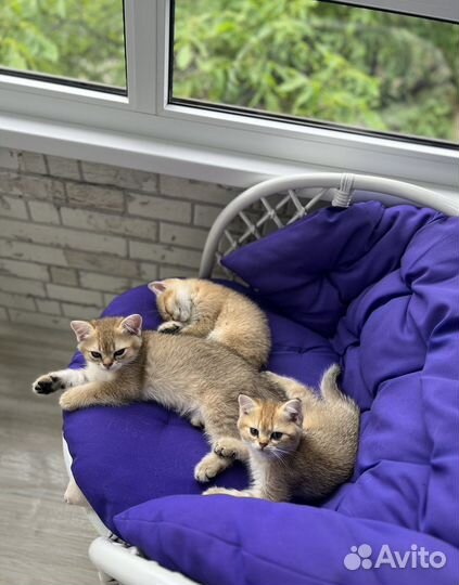 Домашние животные кошки