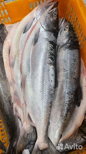 Лосось Тихоокеанский