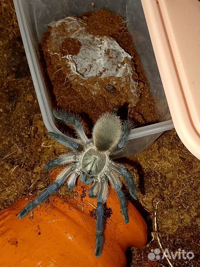 Пауки птицееды