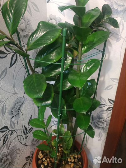 Замиокулькас