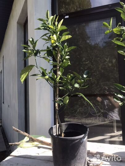 Апельсин Мандарин