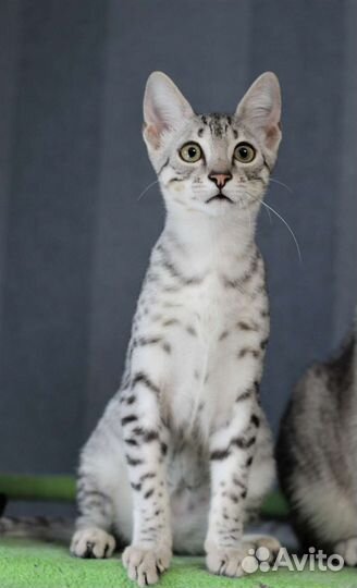 Египетская Мау котята