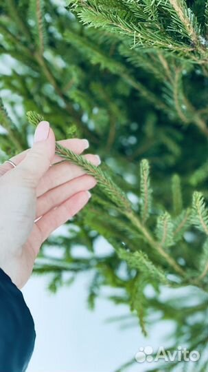 Ель новогодняя живая