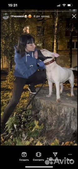 Кинолог & Дрессировка собак в Туле и области