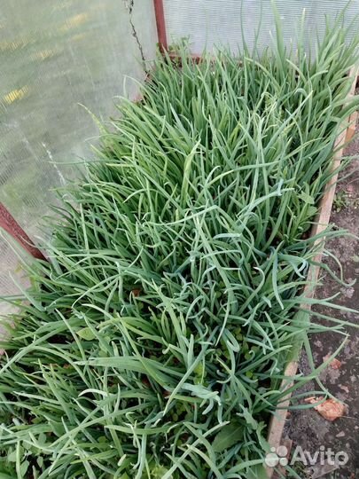 Лук зеленый