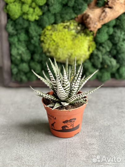 Хавортия фасциата (лат. Haworthia fasciata) D9см