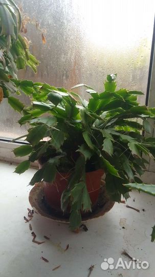 Комнатные растения