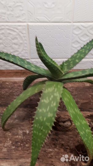 Алоэ вера из Туниса