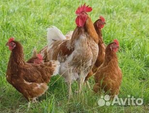 Куры несушки