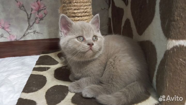 Британские котята