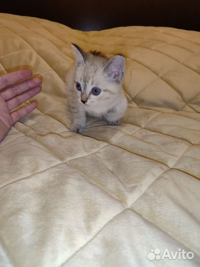 Кошки