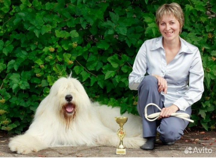 Гостиница для собак