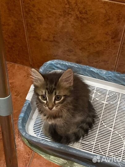 Котенок бесплатно мальчик