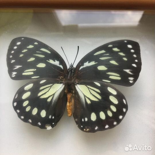 Бабочка Евксантский еврином в рамке