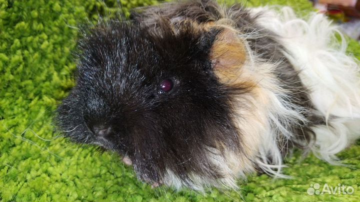 Морская свинка, домашний любимец