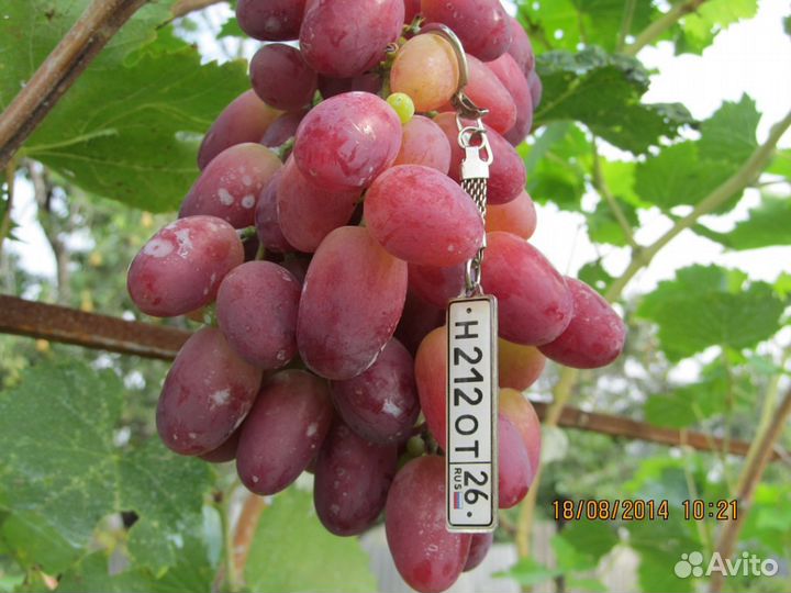 Продам саженцы
