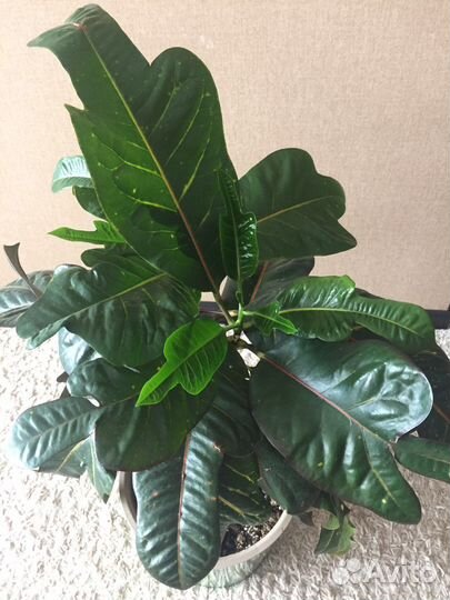 Кротон Кодеиум